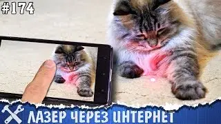 Игрушка для кота через интернет своими руками