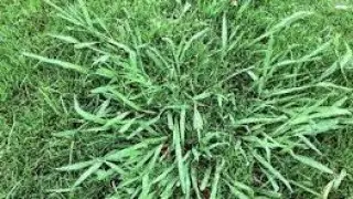 Managing and Selectively Killing Dallisgrass