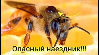 Я не обрабатываю пчёл от клеща!