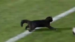 Black cat runs on field AND SCORES A GOAL