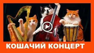 С Днем КОШЕК! Кошачий концерт! Прикольная видео открытка