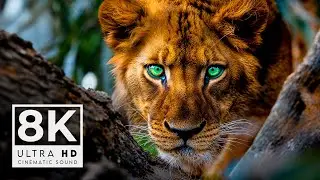 ANIMALS ON EARTH 8K ULTRA HD 60FPS | with Catchy Cinematic Music (color dynamic)