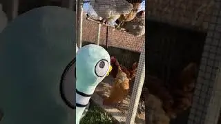 Meet the PIGEON'S Chicken Friends! 