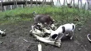 Chernobyl puppies