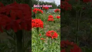 Дача в Западной Сибири.🌸🌿🍒🫐🍃🌷🍁#хантымансийск #дачавсибири