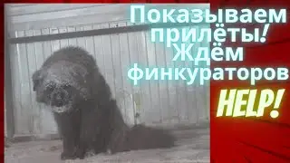 Смотрите, кто прилетел! Спасённые от гибели якутята!