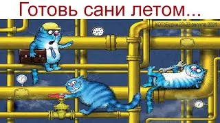 КОТоБудни в доме своём: плюсы и минусы   (22 - 23.08.2024)