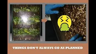 ALL MY WORMS DIED! Failed Time Lapse of Compost Worms Eating Kale