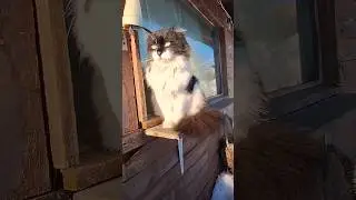 Котик Кузя с котом Чувачком принимает солнечные ванны 