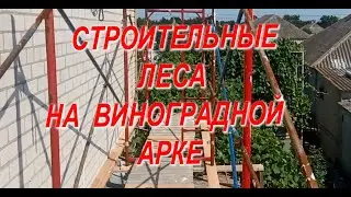 Стройлеса над виноградной аркой