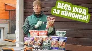 Как ухаживать за яблоней с весны до осени: пошаговая инструкция!