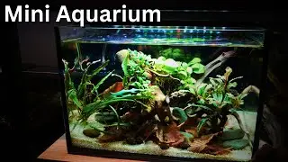 Mini Aquarium for beginners. Step-by-step tutorial!