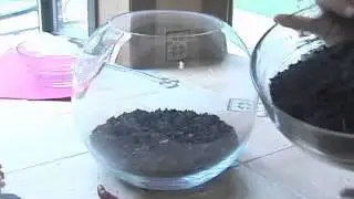 How to Make a Terrarium