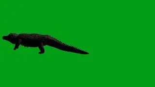 Crocodile bite green screen video | Copyright Free