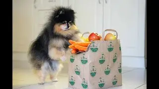 Cute Pomeranian Helps Owner With Groceries