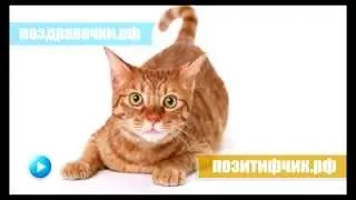 Мяукание кошки :)) Включите громче и увидите реакцию