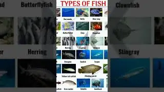 Types of Fishes #quiz #englishlanguage #ielts @learnwithmk5825