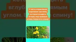 Как бороться с одуванчиком 