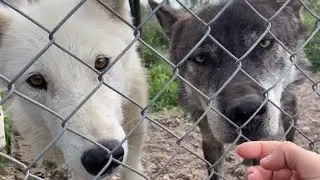 Новости в Парке ВОЛКОВ‼️ Куба и Умка проказничают. Соболя на ПП, а волчата ночами воют за хозяином😱