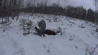 Охота на лося с лайкой. Добыл быка.Разделал лося за 30 мин.