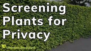 The Best Screening Plants for Privacy in Australia