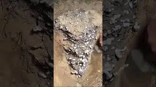 Largest Aluminum Fire Ant Colony Cast so Far (Cast #072)