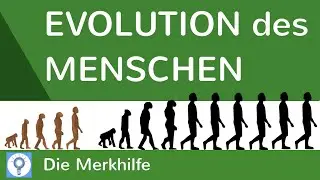 Evolution des Menschen - einfach erklärt! + Wasseraffen- & Savannentheorie | Evolution 25
