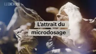 Que sait-on des effets du microdosage de champignons magiques, LSD ou MDMA? | Parcours