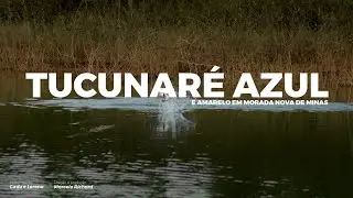 VIDA NA ÁGUA - TUCUNARÉ AZUL E AMARELO