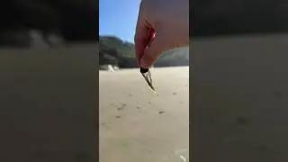 Poor Jellyfish MELTED in the SUN! 