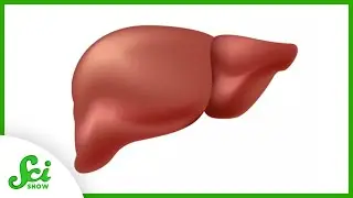 How Old Are You? Well, Your Liver Is 3