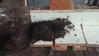 Сделал крысоловку - поймал хоря. Крысоловка своими руками.