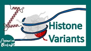 Histone variants | Where are histone variants found? | Function of Histone variants | Molbio