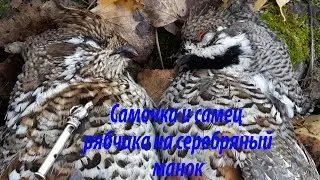 Самочка и самец рябчика на серебряный манок от Артура