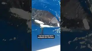 What happens during an orca boat attack