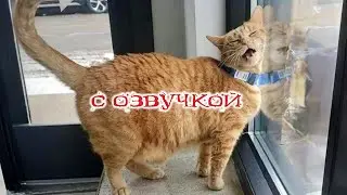 Приколы с котами! Смешные коты С ОЗВУЧКОЙ! Самые смешные животные! УГАР!