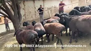 Гиссарские бараны производители Ходжимирзокарима Мирзорахимова , 24 августа 2022 года