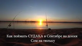 Как поймать Судака с берега на донки с берега + Сомик на тюльку #Рыбалка #Судак #Донки