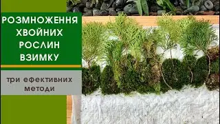 Як розмножити хвойні породи дерев//зимове живцювання