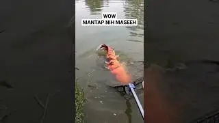 Mancing mania mantap dapet ikan besar