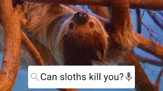 Can Sloths Kill You? | Weird Animal Searches | BBC Earth