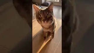 Во сколько обходится содержание кота? 🙀 