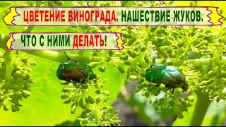 🍇 Тихий и КРАСИВЫЙ ВРЕДИТЕЛЬ на винограде. Жук цветоед БРОНЗОВКА тоже любит виноград.