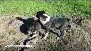 Настоящие гиссарские овцы и саги дахмарда в Адыгее