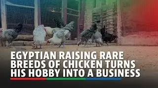 Egyptian raising rare breeds of chicken turns his hobby into a business | ABS-CBN News