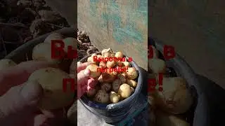 Собрал урожай в погребе!