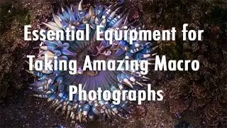 019 - Essential Equipment for Taking Amazing Macro Photographs