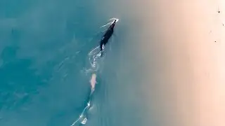 SHARK VS CROCODILE!! (Amazing Drone Footage) Fishing For A $1,000,000 Barramundi - Ep 140