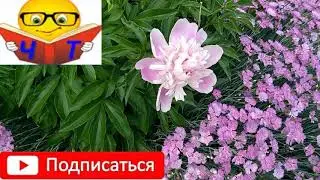 аудіо вірш 