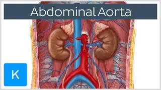 Abdominal Aorta - Branches and Anatomy - Human Anatomy | Kenhub